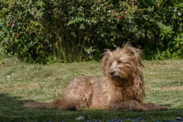 A small brown dog with long hair is lying on a green meadow. The dog is looking attentively ahead. There is space for text.