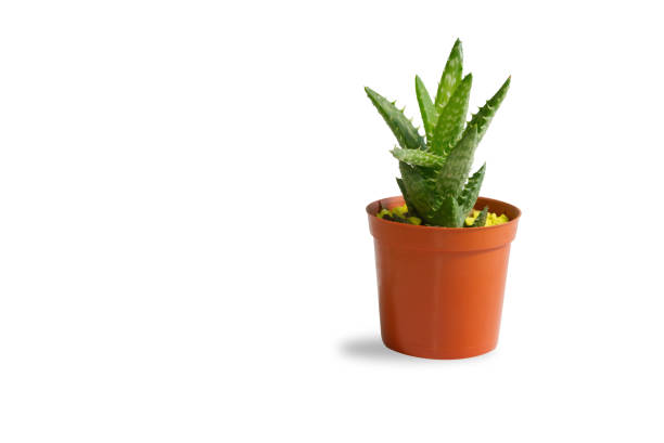 Three Sansevieria cylindrica plants in a ceramic flower pot isolated on a white background.