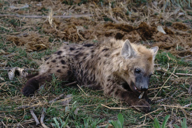 istock Solitary spotted hyena cub 2169116173