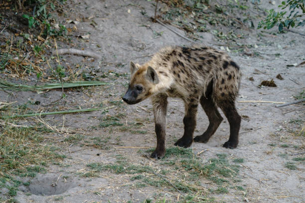 istock Solitary spotted hyena cub 2169116181