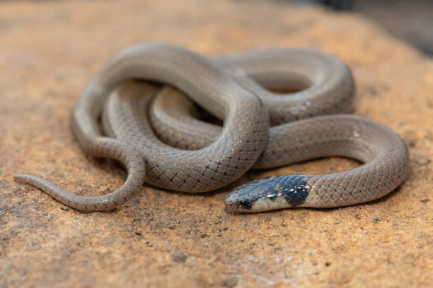 istock Black-headed Centipede-eater (Aparallactus capensis), also known as a Cape centipede-eater 2169117037