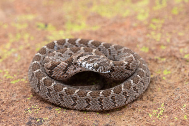 istock Rhombic egg eater (Dasypeltis scabra), also known as a common egg eater, or egg-eating snake 2169117291