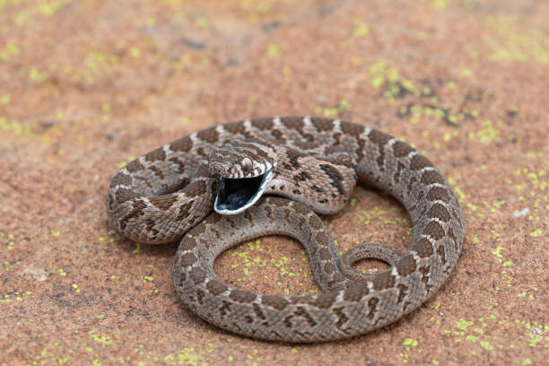 istock Rhombic egg eater (Dasypeltis scabra), also known as a common egg eater, or egg-eating snake 2169118696