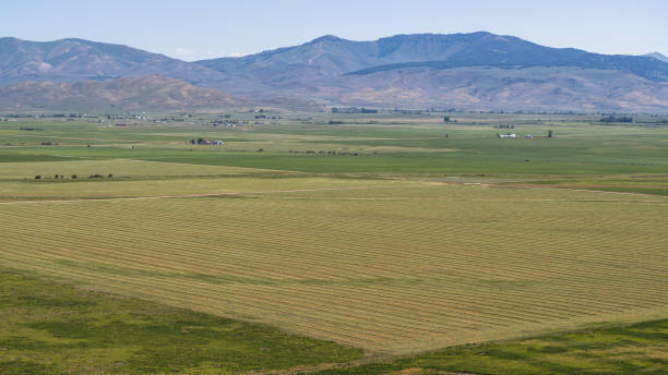 Fertile agricultural fields located at foothills of Soldier Mountain Range in Fairfield, Camas County valley in summer Expansive agricultural fields dominate the foreground, with neat rows of crops creating a patchwork pattern. Lush green valley extends to distant Soldier Mountains, their slopes rising dramatically against the sky. Scattered farms and homesteads nestle among the fields. Scene captures the essence of rural Idaho's farming heartland, showcasing interplay between cultivated land and natural terrain. boulder mountains stock pictures, royalty-free photos & images