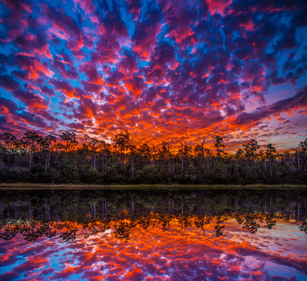 Sunrise, before the sun fully rises, with beautiful clouds and colors above a Florida cypress preserve, small lake in the foreground creating a mirror-like reflection of the clouds, cypress trees in the background.