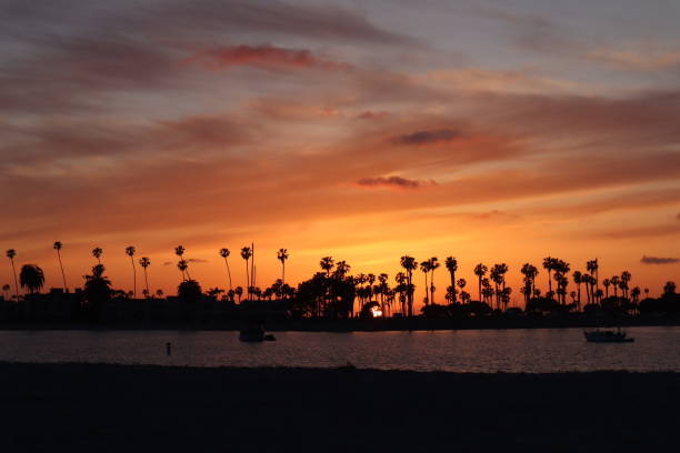 istock Pretty orange sunset with palm tree silhouettes 2169120528