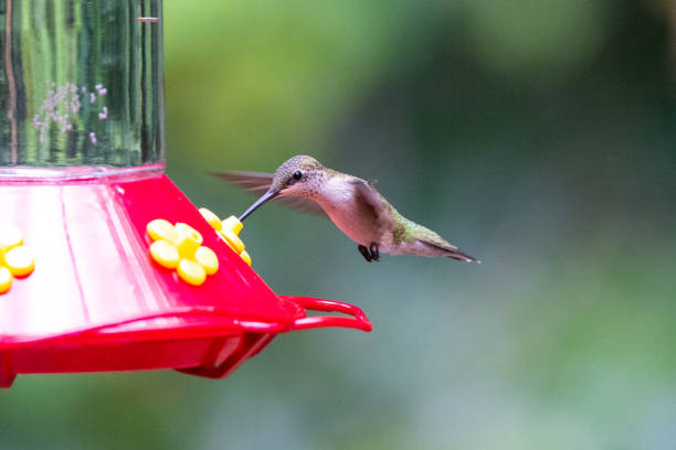 Hummingbird from Georgia