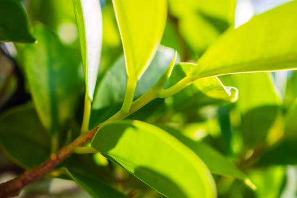 istock Natural plant green leaf in garden with bokeh background 2169128596
