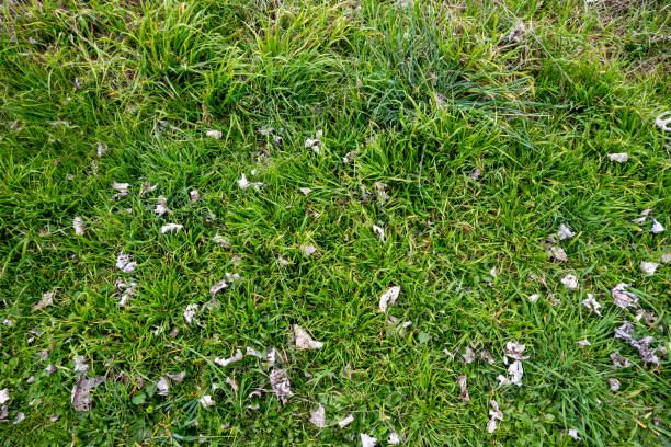 a top-down, close-up view of a lush green pasture, revealing a dense and vibrant carpet of grass. The blades are rich in color, varying slightly in shade to create a natural texture across the surface. The pasture appears well-nourished and thriving, with the grass densely packed, giving the ground a soft and plush appearance.