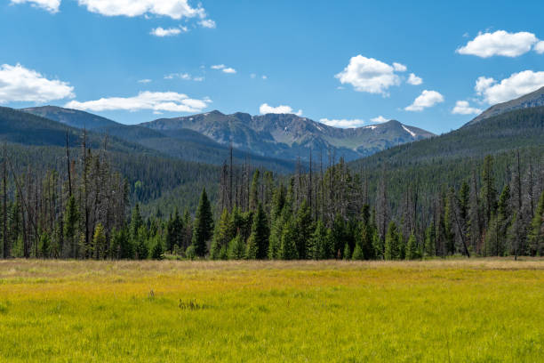 istock Vast green meadow surrounded by mountains and trees on a clear sunny day in a remote wilderness area 2169129980