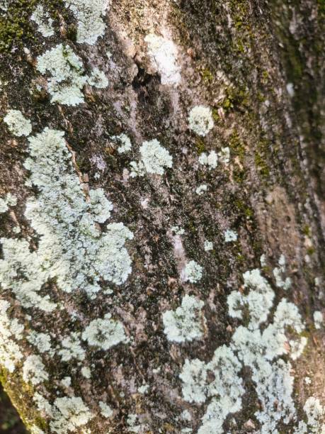 istock White fungus and moss on tree bark 2169130551