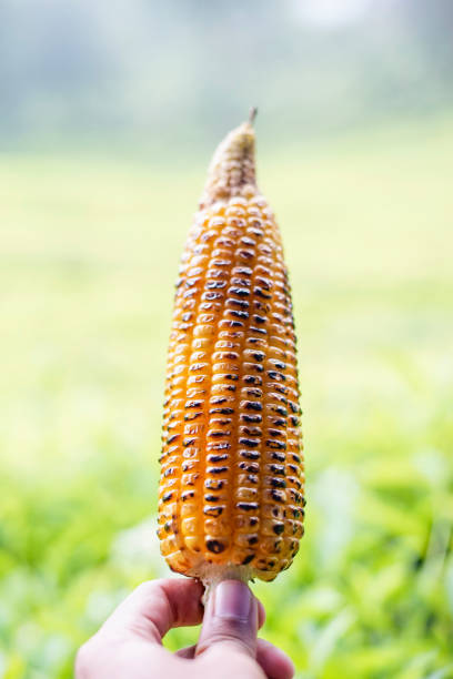 istock people holding grilled corn ready to eat 2169130581