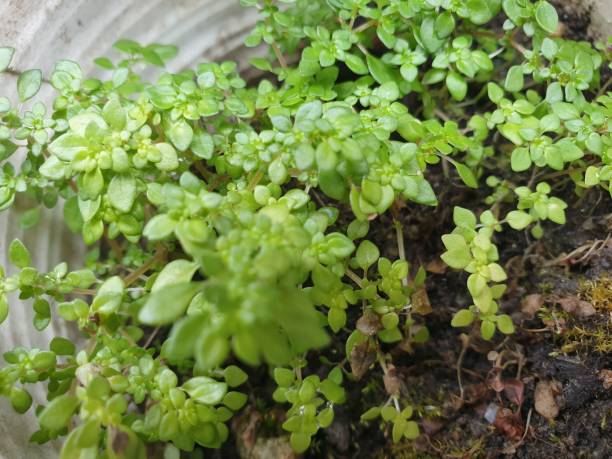istock Green plants in plastic pots 2169139859