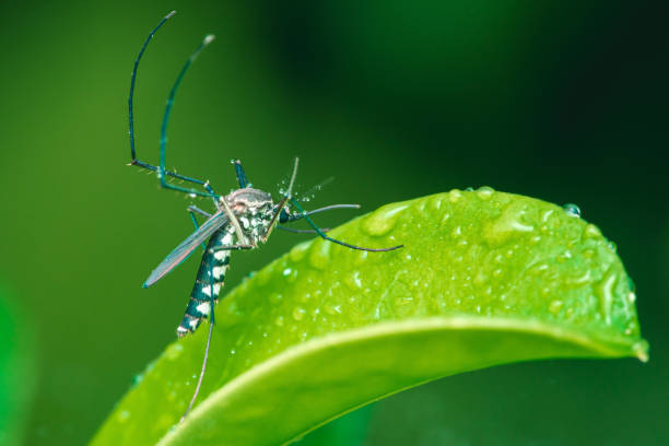 istock Mosquito on green leaf with water droplets. 2169139985
