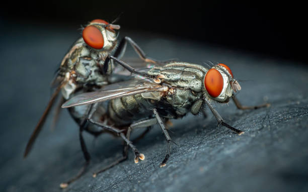 istock Male and female flies are mating. 2169139986