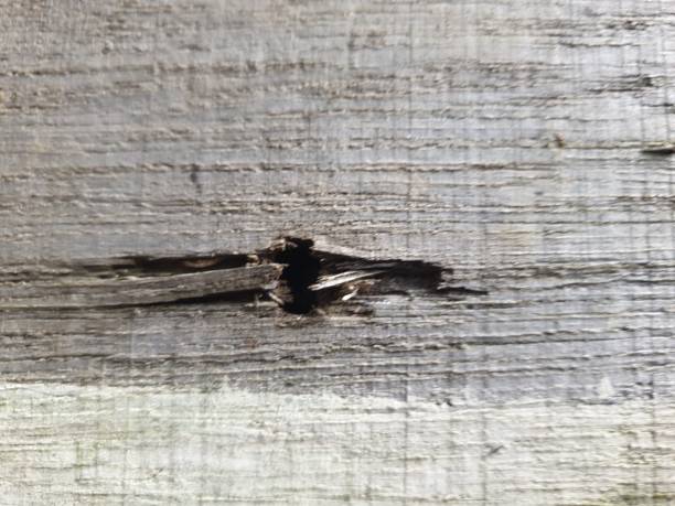 istock The weathered wood texture is suitable for the background 2169140186