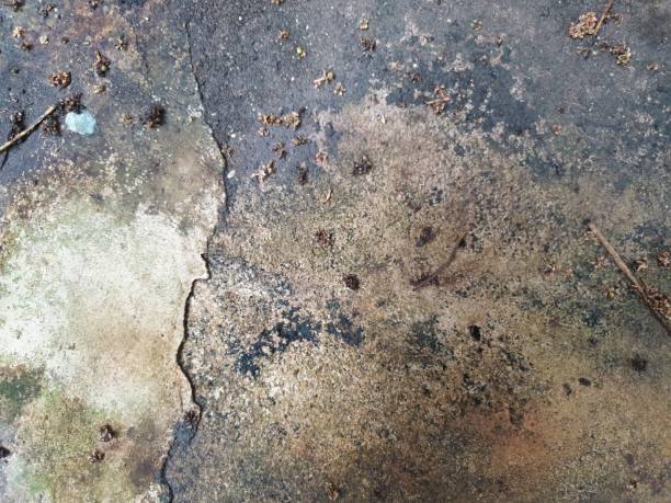 istock Mossy concrete floor texture. Suitable for background 2169140957