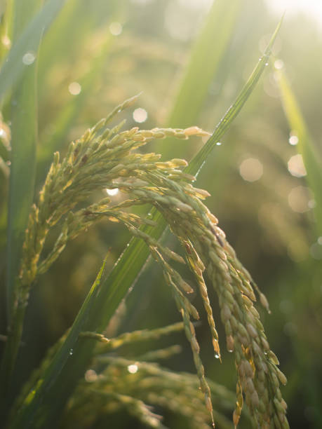 istock Paddy field landscape with ripening crops in autumn sunlight 2169141556