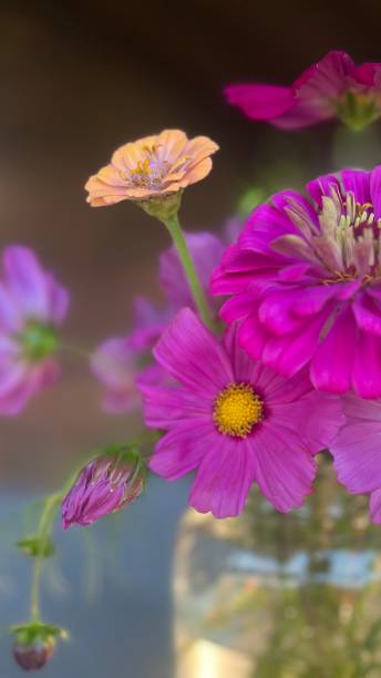 istock Zinnias and Cosmos. 2169143031