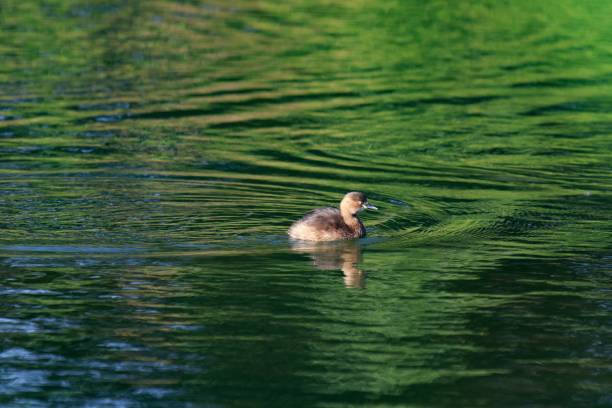istock A Little Grebe Gliding Gracefully Across a Calm Pond 2169144465