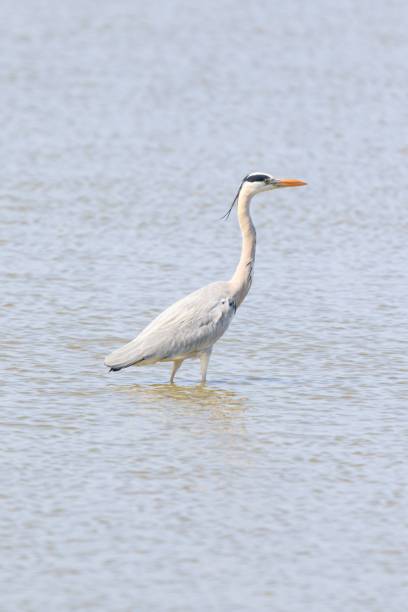 istock Grey Heron Wading Through the Shallow Water 2169144608