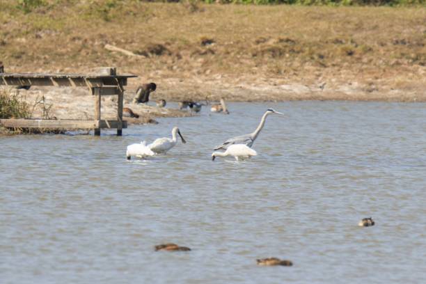 istock Harmonious Gathering of Waterbirds in a Coastal Pond 2169144610