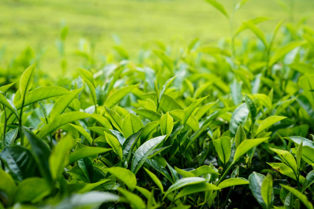 istock green tea in a tea plantation 2169144888