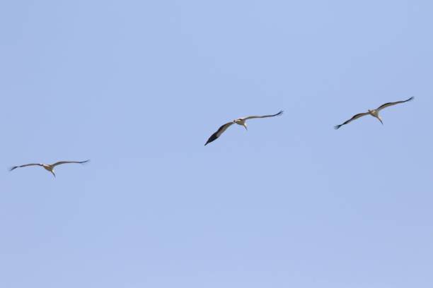 istock Oriental Storks Soaring Side by Side Against a Clear Blue Sky 2169146162