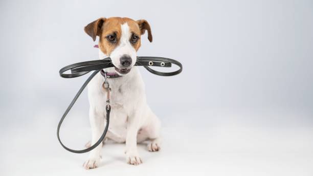 istock Jack russell terrier dog holding a leash on a white background. 2169146163