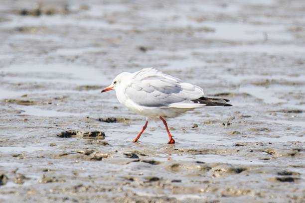 istock A Graceful Black-Headed Gull Stands Tall on the Shoreline 2169146269