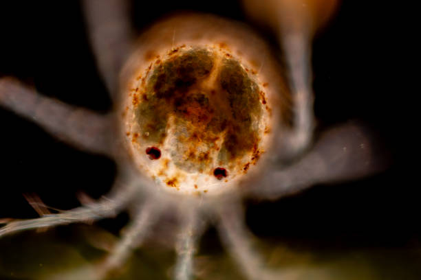 Study of Protozoa, Algae and bacteria under the microscope for education.