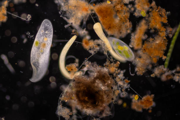 istock Study of Protozoa, Algae and bacteria under the microscope for education. 2169146642
