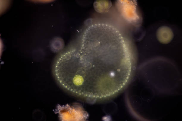 istock Study of Protozoa, Algae and bacteria under the microscope for education. 2169146658