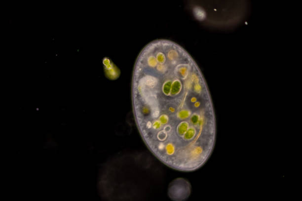 istock Study of Protozoa, Algae and bacteria under the microscope for education. 2169146666