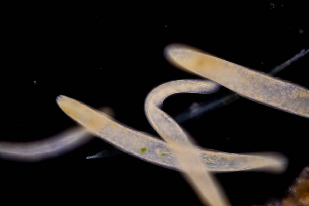 istock Study of Protozoa, Algae and bacteria under the microscope for education. 2169146725