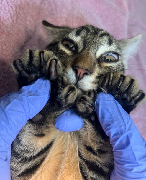 istock Polydactyl cat feet of a Tabby 2169151318