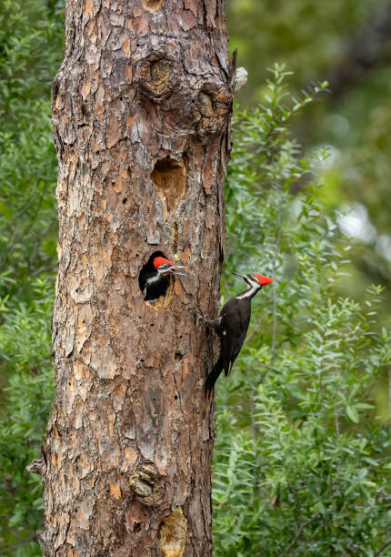 istock Pileated Woodpecker Portrait 2169152951