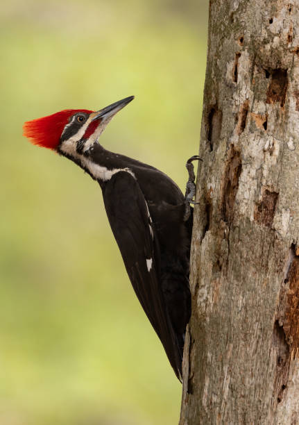 istock Pileated Woodpecker Portrait 2169153012