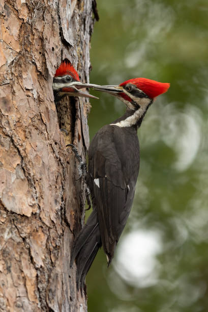 istock Pileated Woodpecker Portrait 2169153014