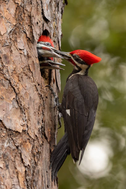 istock Pileated Woodpecker Portrait 2169153017