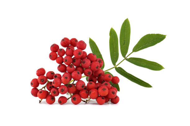 istock Bright red rowan berries with green leaves isolated on a white background 2169153032