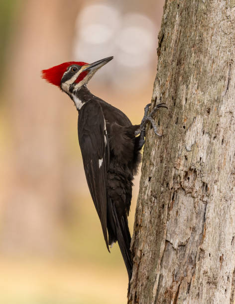 istock Pileated Woodpecker Portrait 2169153135