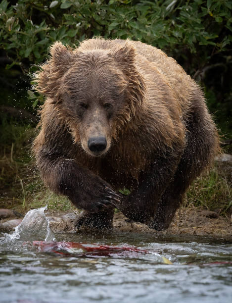 istock Brown Bear in Alaska 2169153226