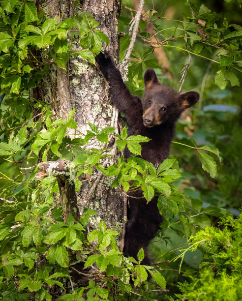 istock Black Bear in a Tree in the Great Smoky Mountains 2169153839
