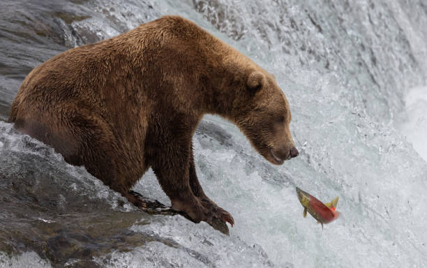 istock Brown Bear in Alaska 2169153840