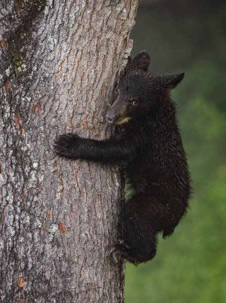 istock Black Bear in a Tree in the Great Smoky Mountains 2169153842
