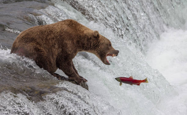 istock Brown Bear in Alaska 2169154000