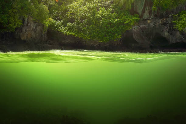 istock Underwater river landscape with sunlight, Nature background 2169156961