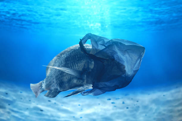 istock Fish swimming underwater with plastic bag , Pollution concept 2169157041