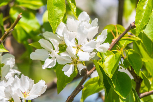 istock White blossoming apple trees in the sunset light 2169159122